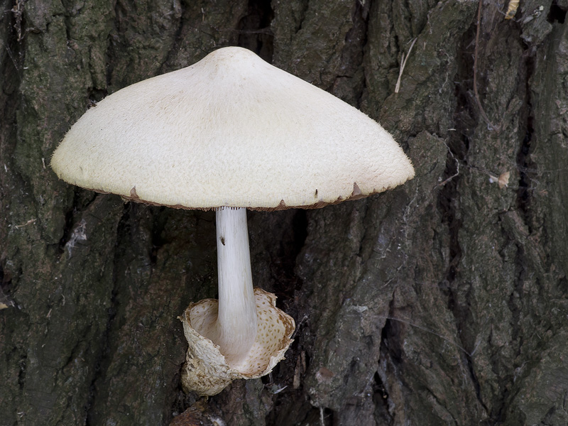 Volvariella bombycina